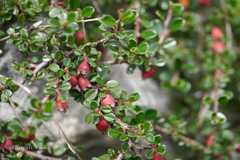 Cotoneaster brandisii